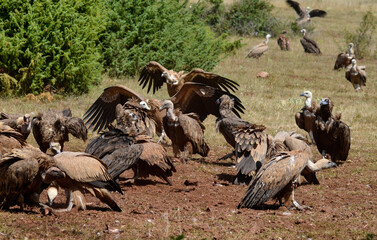 Vautour moine, vautour fauve