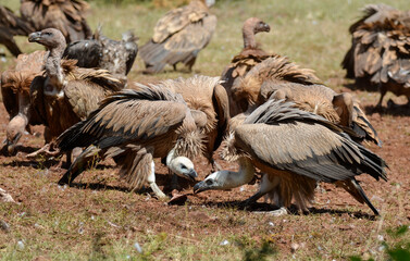 Fototapeta premium Vautour fauve, Gyps fulvus, Griffon Vulture, Parc naturel régional des grands causses 48, Lozere, France