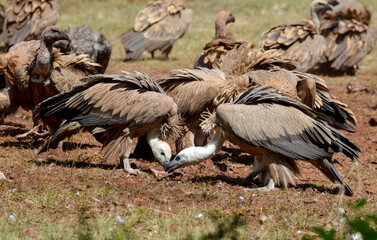 Vautour fauve,Gyps fulvus, Griffon Vulture, Parc naturel régional des grands causses 48, Lozere, France