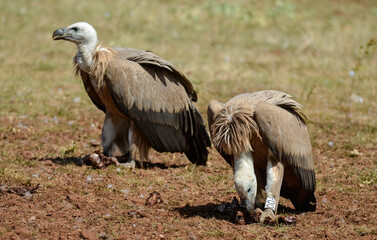 Vautour fauve,Gyps fulvus, Griffon Vulture, Parc naturel régional des grands causses 48, Lozere, France