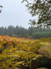 autumn in the forest