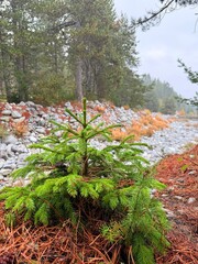 pine tree in the forest