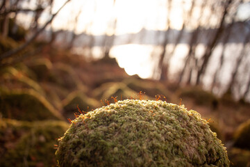 moss in the forest