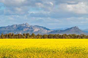 Scenic view of the Grampians National Park and blooming canola fields, Victoria, Australia