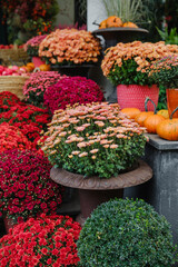 Fall mums display red, orange, pink, and yellow chrysanthemums with small pumpkins.