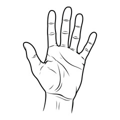 Open Hand Sketch Illustration Palm Fingers and Lines Anatomy Drawing Digital Art Gesture Sign Palmistry Concept Outline