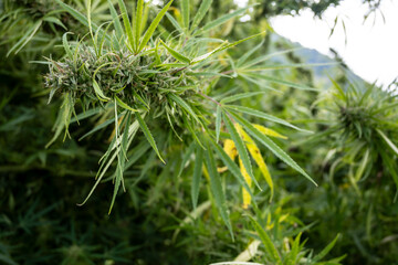 Cannabis sativa plant with green leaves in the garden.