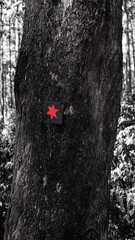 Dark Tree Bark Texture Forest Nature Wood Birch Trunk Brown Background