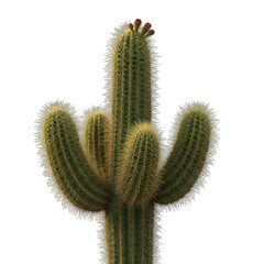 Green Saguaro Cactus with Prickles Detailed Texture Lit by Golden Hour Sunlight Isolated on Black Background