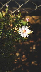 White Daisy Flower Sunlight Bokeh Garden Spring Summer Nature Close-up