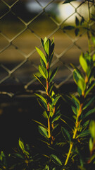 Green bamboo stems growing in nature