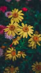 Yellow Daisy Flowers Garden Blooming Colorful Summer Nature Close-up