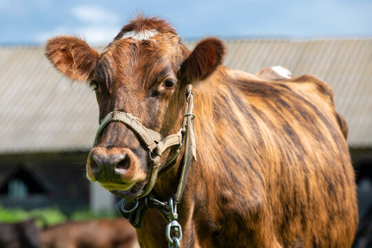 A young cow on an agricultural farm on a sunny summer day