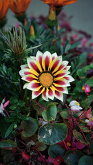 Colorful Striped Gazania Daisy Flower Yellow White Garden Bloom
