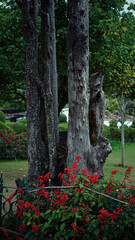 Dark Tree Trunks Forest Nature Vertical Pattern Woodland Atmospheric