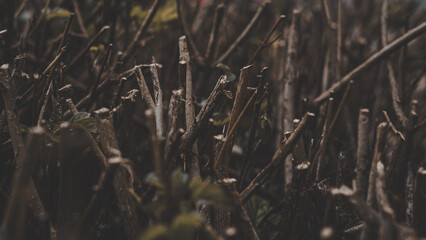 Dry Wheat Grass Field Agricultural Plant Stems Natural Background Harvest Season