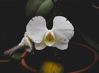 White Orchid Flower Closeup Elegant Bloom Petals Nature Background Botanical Beauty