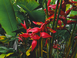 Beautiful Red Pink Flowers Blooming in Natural Garden Setting