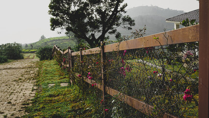 Green Meadow Tree Landscape Rural Countryside Fence Path Field Nature Scenery