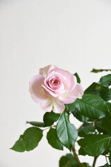 Fototapeta premium ピンクの薔薇