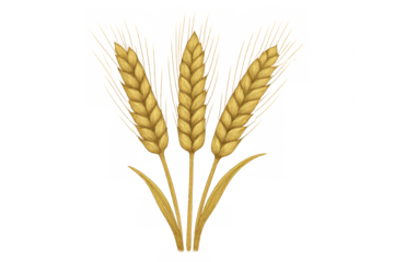 Golden wheat ears growing from a stalk, ripe cereal crop agriculture illustration on transparent background