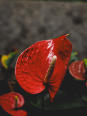 Red Coral Trumpet Flower Blooming Tropical Garden Vibrant Blossom Close Up Nature