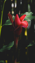 Red Tropical Flower Anthurium Closeup Exotic Bloom Dark Background Botanical Detail