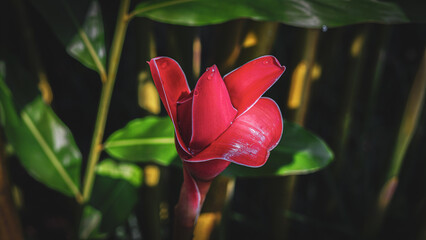 Red Tropical Flower Anthurium Exotic Plant Bloom Natural Background Vibrant Color