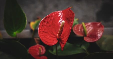 red tulip on black background