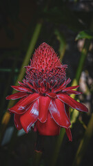 red dahlia flower