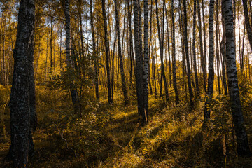 Sun setting through birch tree forest. Golden light illuminating autumn landscape in grove. Natural scenic view for wallpaper design.