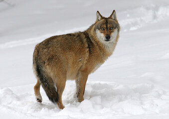 Eurasische Wolf (Canis lupus lupus) Tier im Schnee