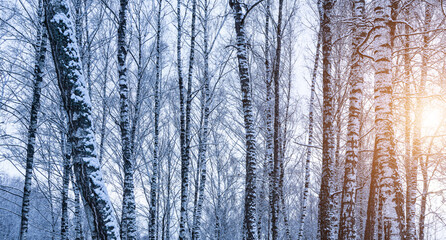 Fototapeta premium Birch grove after a snowfall on a winter cloudy day. Birch branches covered with snow.