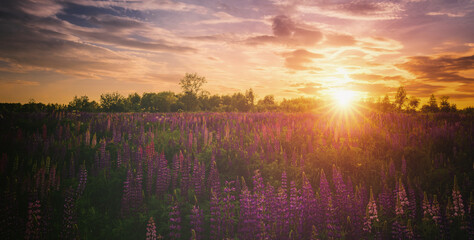 Summer landscape with purple wild flower lupine field and bright sunrise or sunset sky. Nature scenic backdrop for calm, peace, and serenity concept. Vintage film aesthetic.