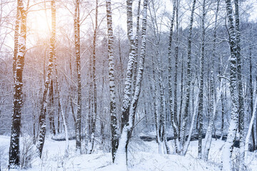 Fototapeta premium Birch grove after a snowfall on a winter cloudy day. Birch branches covered with snow.