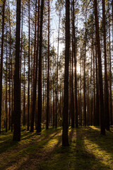 Obraz premium Sunrise or sunset in tall pine forest with long shadows on mossy ground. Nature landscape for tranquility and wilderness. Natural scenic view for wallpaper design.