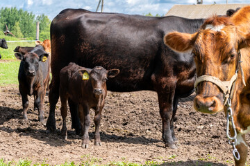 Young bulls and cows on an agricultural farm on a sunny summer day