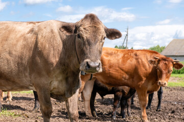 Young bulls and cows on an agricultural farm on a sunny summer day