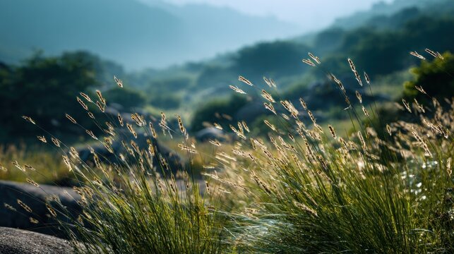 Golden hour illuminates wild grass in a hazy mountain landscape setting - Powered by Adobe