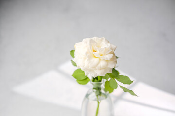 Delicate white rose with green leaves in a glass vase, soft light, minimalist background.