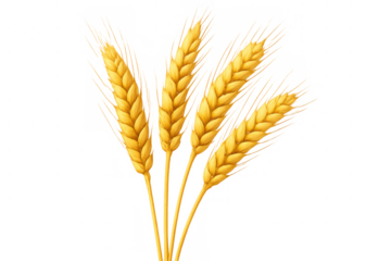 Wheat ears creating a natural agriculture scene, symbolizing healthy food, farming, and harvest. Transparent background