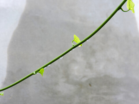 Roundleaf Images – Browse 466 Stock Photos, Vectors, and Video | Adobe ...
