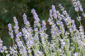 Lavender Field: Soft Purple Inflorescences Against Green Conifer Background