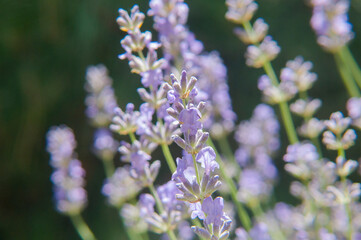 Light Contrast: Lavender Close-up Against a Deep Dark Background