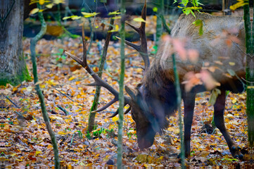 An elk bull with large antlers grazing in the forest in the Great Smoky Mountains, North Carolina
