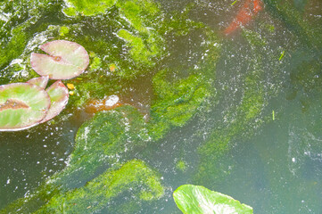 Bloom: Green Algae and Water Lily Leaves in Pond Water