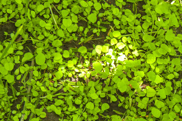 Fresh Growth: Carpet of Young White Clover on Soil, Top View © Bogdan