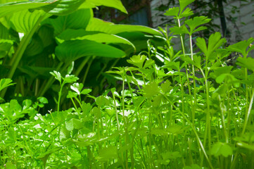 Fototapeta premium Light and Shadow: Bright Parsley Stems Against Large Leaves
