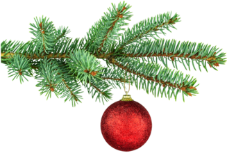 Isolated red glitter christmas ball ornament hanging on pine tree branch on white background.