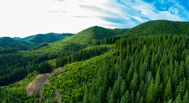 Aerial view of lush green mountains, where dense forests meet the bright sky, creating a vibrant, natural landscape, Mt Hood, Oregon, United States. - Powered by Adobe